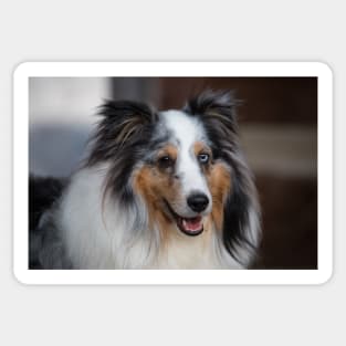 Sheltie Sticker